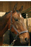 lorenz